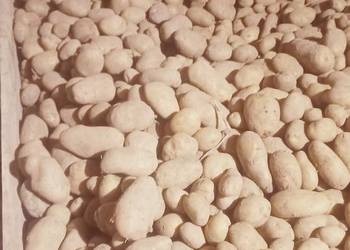 Ziemniaki bardzo smaczne Ignacy.