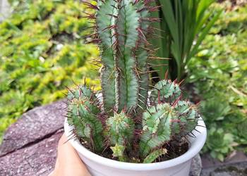 Euphorbia Horrida kaktus unikat