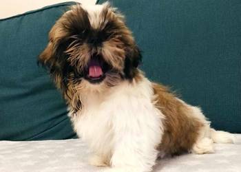 Śliczny piesek rasy shih tzu Monte