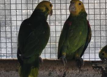 Amazonki oratrix para legowa