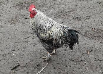 koguty z wolnego wybiegu młode