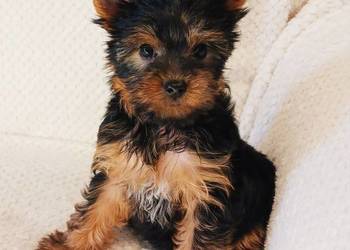 Bunia i Dioli  Yorkshire Terrier   czekają na nowy domek