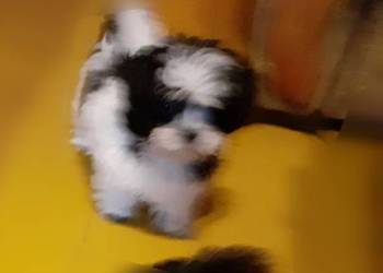Malshi/ maltanczyk shih tzu