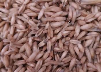 Sprzedam owies bezłuskowy