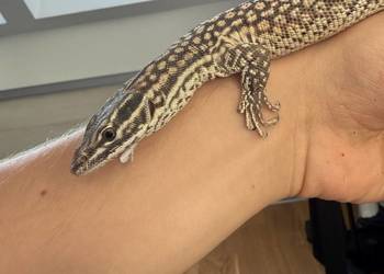 waran kolczastogonowy / Varanus acanthurus