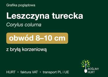 Leszczyna turecka (Corylus colurna) obwód 8-10 cm, z bryłą – HURT