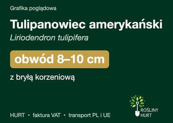 Tulipanowiec amerykański obwód 8-10 cm, z bryłą – HURT