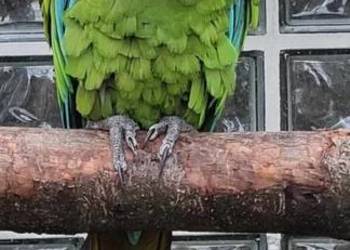 Ara Militaris samica