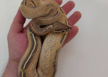 Pyton królewski,  węże