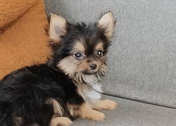 Chihuahua pieski