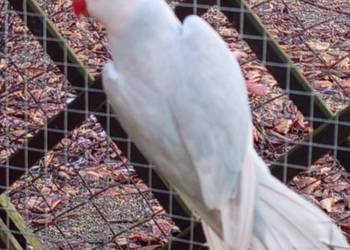 Aleksandretta samica 2024