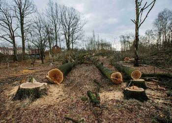 Wycinki drzew, karczowanie działek, prace porządkowe