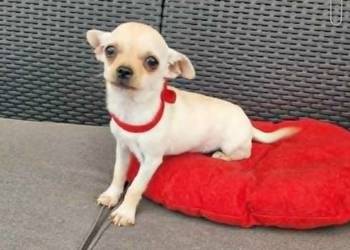 Chihuahua malutki kremowo biały piesek
