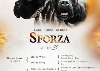 Cane Corso – szczenięta na sprzedaż