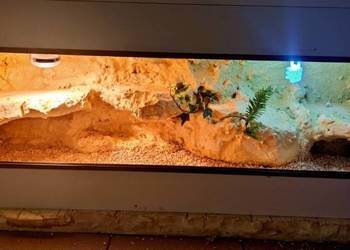 Okazja terrarium dla agamy brodatej gekona lamparciego