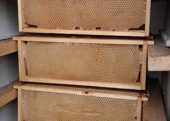 Ramka Wielkopolska susz - 1/2 po zdrowych rodzinach