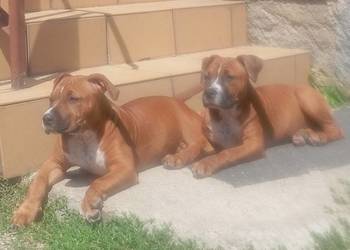 American Staffordshire Terrier