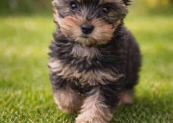 YorkShire Terrier - szczenięta ! ! !