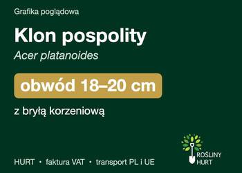 Klon pospolity (Acer platanoides) obwód 18-20 cm, z bryłą – HURT