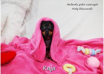 Suczka KAJA Pinczer miniaturowy ( Ratlerek ) Rodowód i Wyprawka