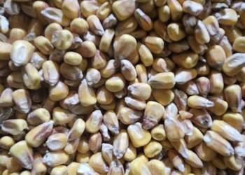 kukurydza sucha 2025