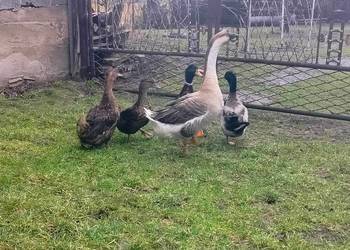 Jaja lęgowe gęś kubańska