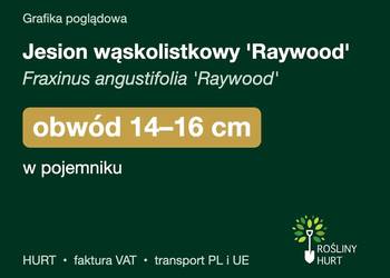 Jesion wąskolistkowy 'Raywood' obwód 14-16 cm, w pojemniku – HURT