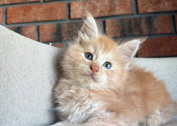 Maine Coon - Ozzy