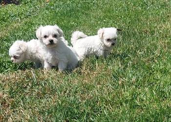 Maltańczyk Maltańczyk