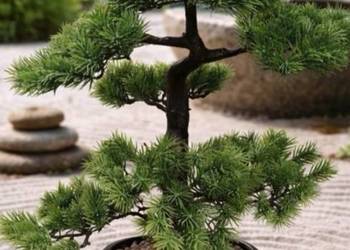 Sztuczny Modrzew Bonsai Larch 60 cm w ceramicznej kulistej doniczce
