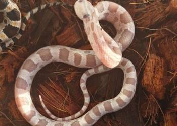 Wąż zbożowy Pantherophis guttatus ultramel anery