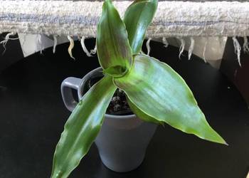 Złoty wąs Callisia Fragrans oryginalna roslina lecznicza