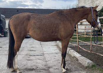 Malowana klacz bułana