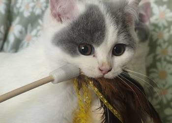 Kocurek brytyjski krótkowłosy