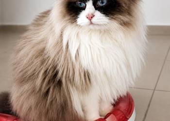 Kocur Ragdoll do adopcji