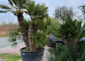 Palma Chamaerops humilis duża karłatka mrozoodporna palma 150-250cm