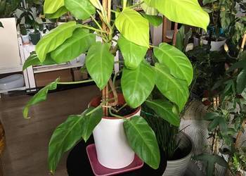 Filodendron Malay Gold domowa uprawa