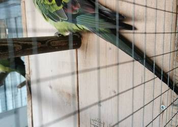 Sprzedam lub zamienię