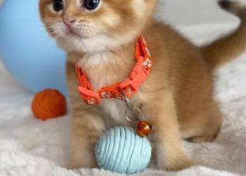 Kotek szkocki złoty zwisłouchy. Scottish fold. Do rezerwacji