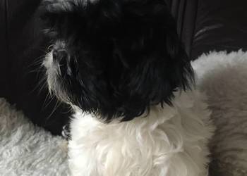 Piękne pieski Shih tzu rasowe