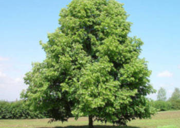 LIPA DROBNOLISTNA Tilia cordata NASIONA 300 sztuk - 10g.