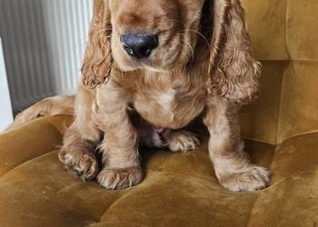 Cocker spaniel piesek