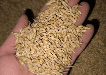 Sprzedam jęczmień ozimy