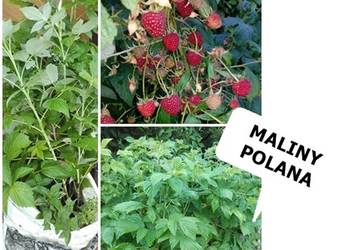 MALINY odmiana POLANA DUŻE sadzonki kopane z gruntu+GRATIS.