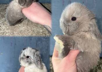 Królik Miniaturka Mini Lop Teddy