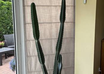 Kaktus 2m niezwykły olbrzym MEXICO okazja Gdańsk