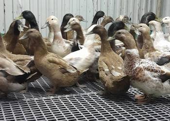 Jaja lęgowe kacze khaki campbell I welsh harlequin