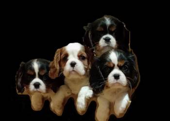 Cavalier King Charles Spaniel, blenheim, black and tan