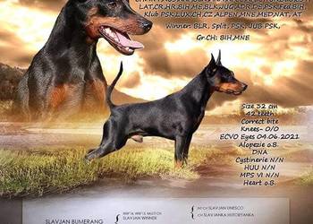 Pinczer Miniaturowy ZKwP FCI, szczenięta