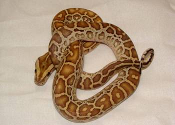 Młode Pytony birmańskie (Python bivittatus) odmiany hypomelanistycznej